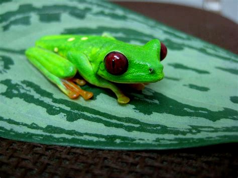 Multimedia Gallery Red Eyed Tree Frog Agalychnis Callidryas Nsf