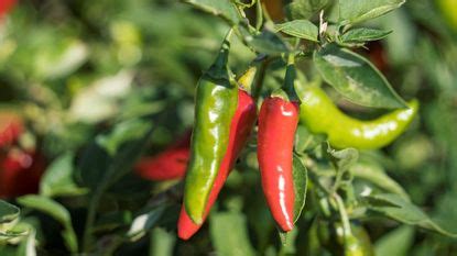 How To Grow Chili Peppers Expert Tips For Healthy Plants Homes