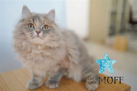 Cat Café Moff こだわりの美味しいドリンク・可愛いネコたちと癒しの時間を過ごせる猫カフェ