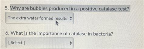 Solved Why Are Bubbles Produced In A Positive Catalase