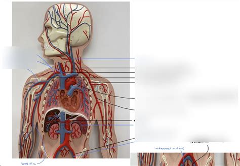 Cardio Diagram Quizlet