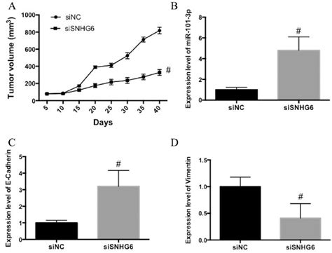 Long Non Coding Rna Snhg Promotes Glioma Tumorigenesis By Sponging Mir