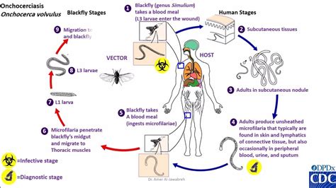 Onchocerca Volvulus Life Cycle Youtube