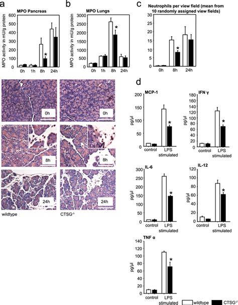 Neutrophil Infiltration Is Transiently Decreased In The Absence Of