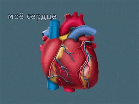 мое сердце анатомия сердцебиение орган My Hear Heart Anatomy