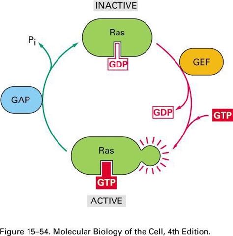 Proteins Ras Structure And Function Flashcards Quizlet