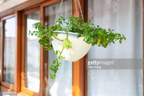 224 Balcony Hanging Planters Stock Photos, High-Res Pictures, and ...