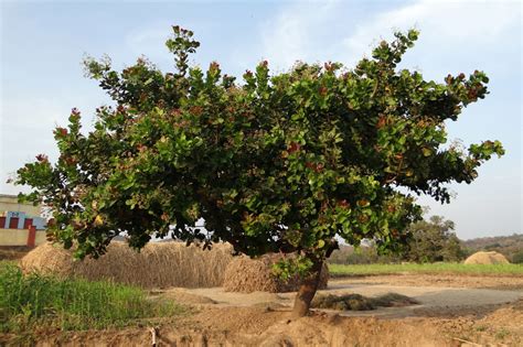 Cashew Nut Tree image - Free stock photo - Public Domain photo - CC0 Images