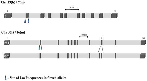 Frontiers Gsk 3 Functional Insights From Cell Biology And Animal