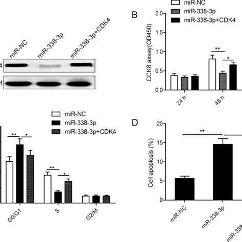 Mir 338 3p Inhibits Cell Proliferation And Cell Cycle Progression And