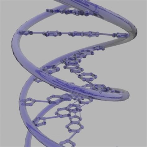 3d Dna Base Pairs Model