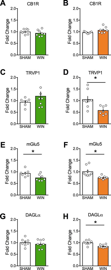 Figures And Data In Sex Dependent Effects Of In Utero Cannabinoid Exposure On Cortical Function