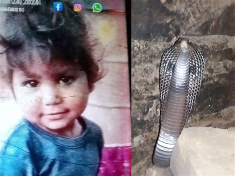 Rajasthan Kota 4 Year Old Innocent Dies Due To Snake Bite Jagpura