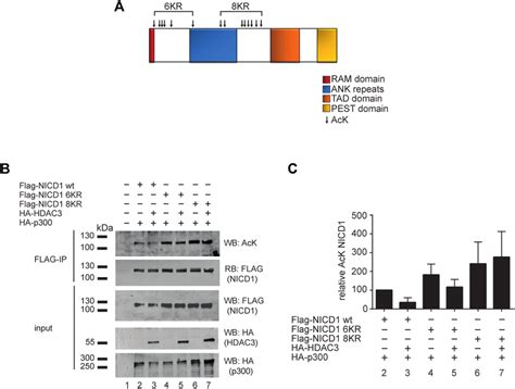 Hdac Deacetylates Specific Lysine Residues Within The Nicd A