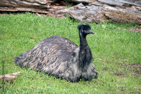 the Austalian emu is a large flightless bird with long feather on its ...