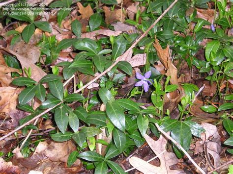 Plantfiles Pictures Vinca Species Common Periwinkle Creeping Myrtle