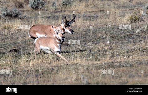 American Pronghorn Antelope Stock Photo - Alamy