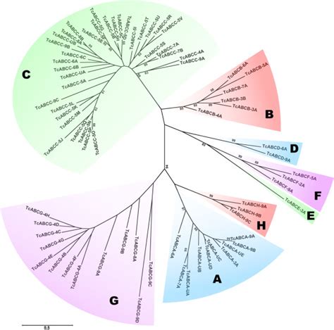 Phylogenetic Tree For T Castaneum Abc Transporters The Maximum