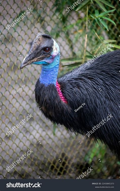 Dwarf Cassowary Casuarius Bennetti Smallest Three Stock Photo ...