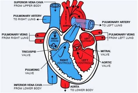 Using Arrows Show The Correct Flow Of Blood Through The Heart Use Blue