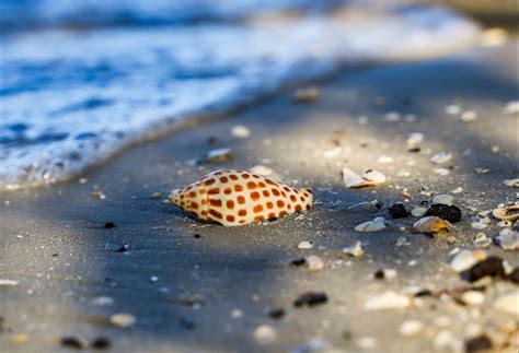 The Rare Junonia Shell, Tips On How To Find One | Blog