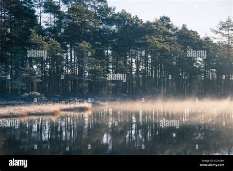 A Beautiful Swamp Pond With A Raising Mist During The Sunrise Quagmire