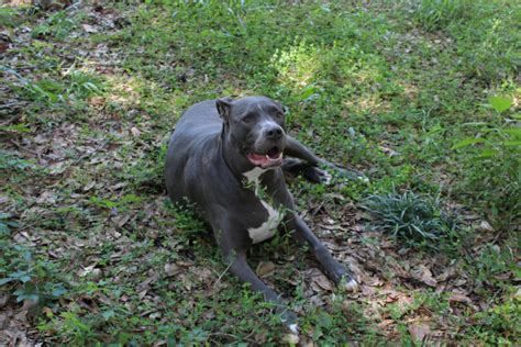 Game Of Bloodlines: The Gator Pitbull