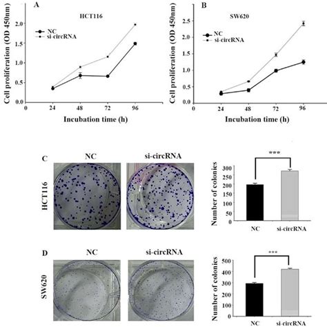 Hsa Circ Knockdown Promotes Cell Proliferation Downregulation