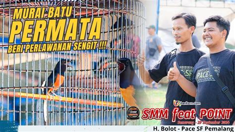 Aksi Murai Batu PERMATA Dari Pace SF Beri Perlawanan Sengit Di SMM Feat