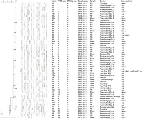 Dendrogram Of Sma I Pfge Typing Of 55 Vrefm Isolates Pfge Types Are