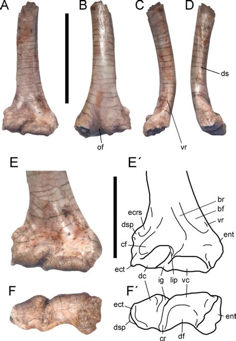 Fosil Spesies Baru Burung Era Dinosaurus Ditemukan Di Argentina