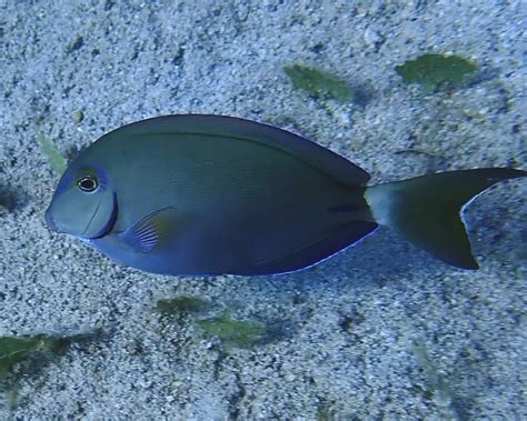 Acanthurus Tractus Facts Diet Habitat And Pictures On Animaliabio