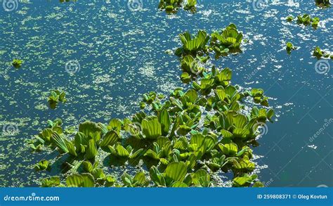 Floating Aquatic Plants Pistia Stratiotes Among Duckweed And Wolffia In