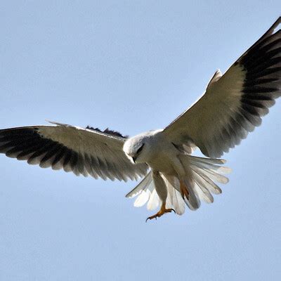 Black Winged Kite Elanus Caeruleus BirdWeather