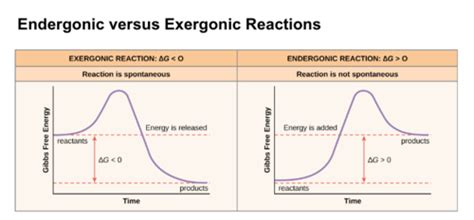 Lecture 13 Enzyme Kinetics Flashcards Quizlet