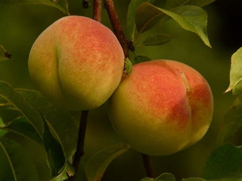 How to Grow a Dwarf Peach Tree in Any Space - Garden and Happy