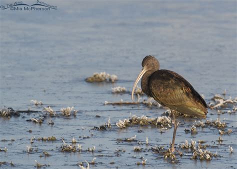 White Faced Ibis Resting On A Frozen Marsh Mia Mcpherson S On The