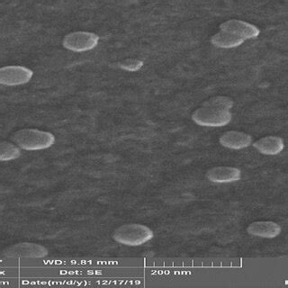 SEM image of mesoporous silica nanoparticles (size of nanoparticles is ...