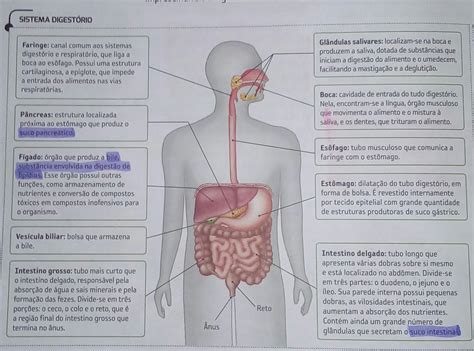 Retome A Figura Da Estruturas Do Sistema Digestório E Organize Uma