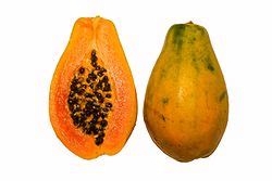 carica papaya wikipedia la enciclopedia libre