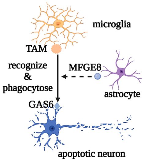 Glial Cells In Physiological And Pathological States Encyclopedia Mdpi