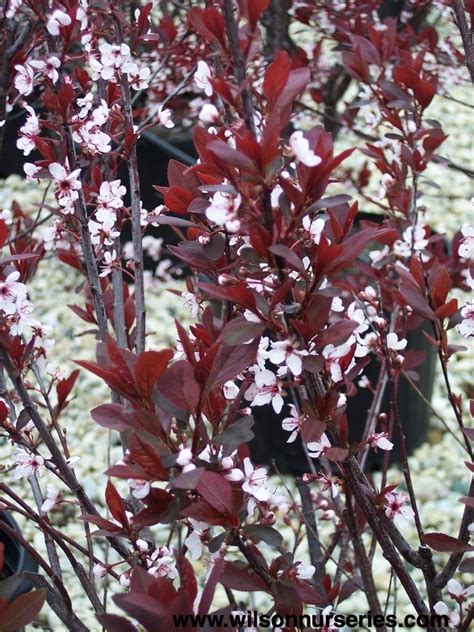 Purple Leaf Sandcherry Wilson Nurseries