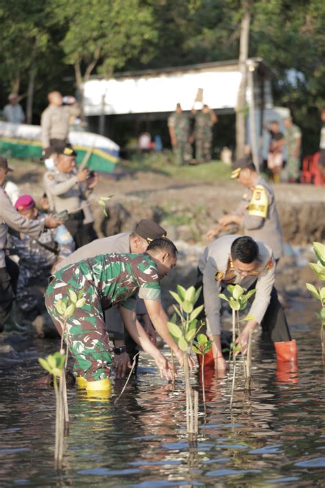 Ribuan Pohon Bakau Ditanam Untuk Penghijauan Hutan Mangrove