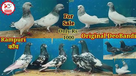 Original DeoBandi Kalsire Rampuri Kabutar For Sale DabWale Teddy सल ह