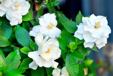 5 Tips for How and When to Use Gardenia Fertilizer for More Blooms