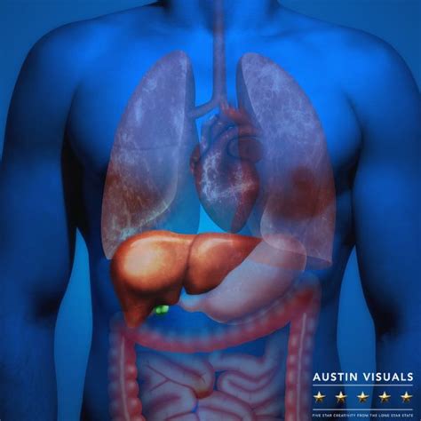 Liver Animation | Austin Visuals Medical Animation Studio