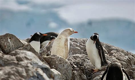 Rare Albino Gentoo Penguin Photograph by Ronald Dickey