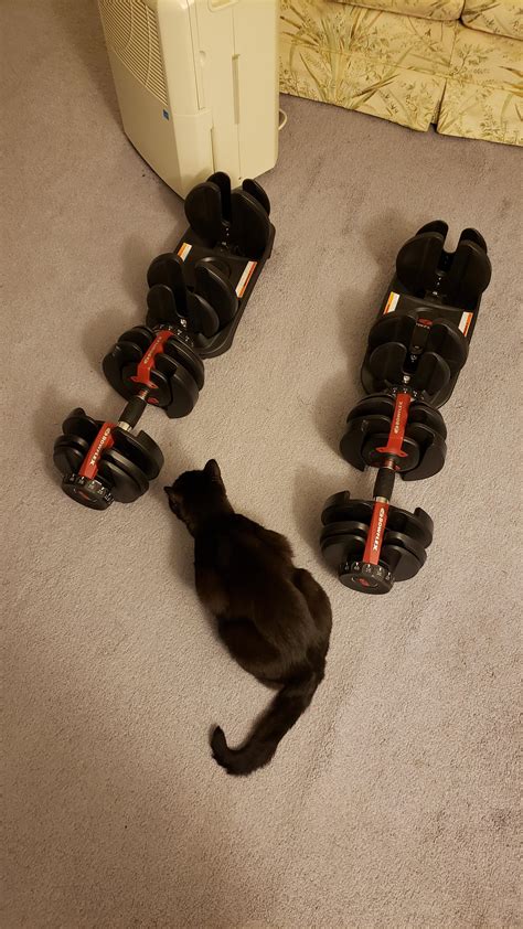 My Workout Partner : r/blackcats