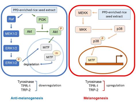 Schematic Diagram Of The Activation Of P Erk 12 P Akt And P P38 On Download Scientific