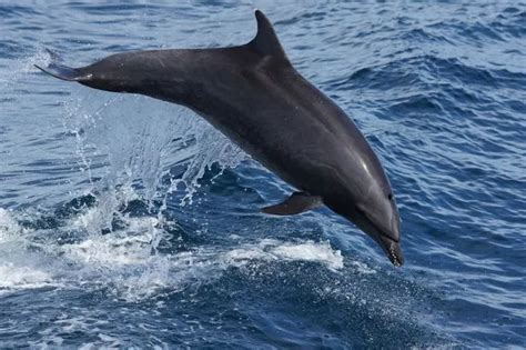 Dolphin Joins Delighted Swimmers In Harbour But Experts Issue Stark Warning Wales Online